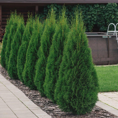 National Plant Network Live Outdoor Emerald Green Arborvitae Plant - 1ct 1gal